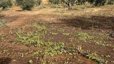 Los daños en cultivos de CLM afectan a 10.000 hectáreas, con almendro, olivar y viñedo como los peor parados