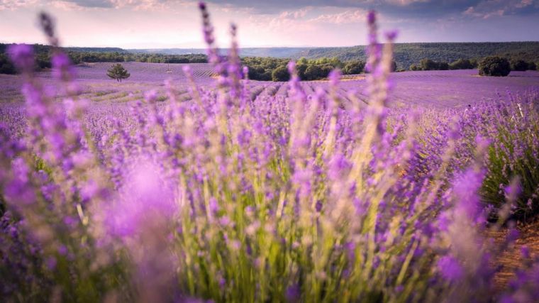 CLM se alegra por la exclusión de lavanda de los productos tóxicos y destaca su papel líder en la reivindicación