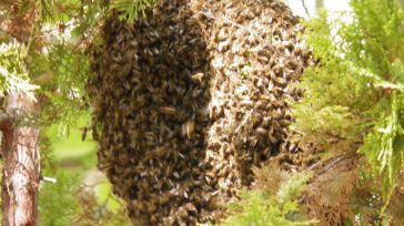 Hasta 340 apicultores trashumantes de CLM contarán con 358.000 euros de la Junta para paliar los efectos de la sequía