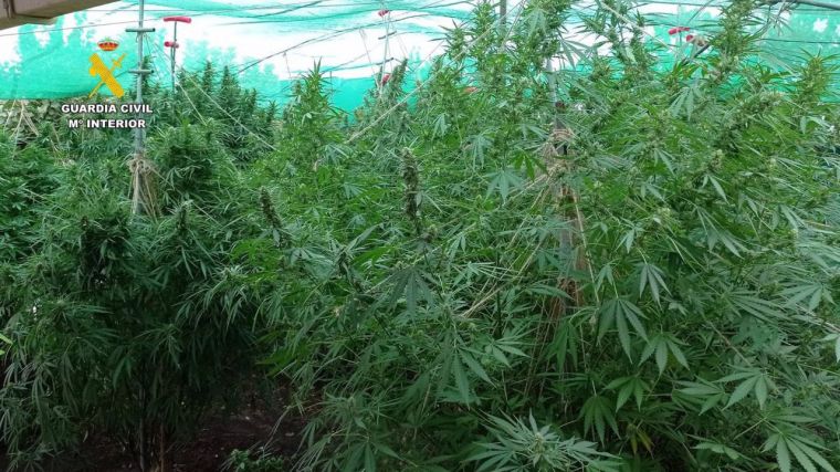Dos detenidos y desmantelado un cultivo de cannabis en Tarazona de la Mancha con 169 plantas