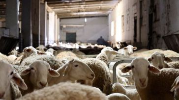 CLM levanta las últimas restricciones a los movimientos ganaderos como consecuencia de la viruela ovina y caprina