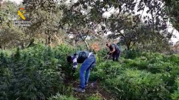 Detenidos tres vecinos de Talavera por una plantación de marihuana con más de 2.000 plantas en Badajoz