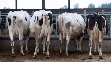 Asaja avisa de la "agonizante situación" de sector bovino en C-LM por la extensión de Enfermedad Hemorrágica Epizoótica