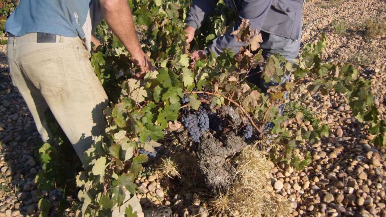 UGT pide a autoridades políticas que obliguen a la patronal ciudadrealeña del campo a pagar el SMI