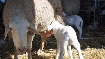 Agricultores y ganaderos de CLM percibirán desde el lunes cerca de 300 millones de euros en pagos anticipados de la PAC