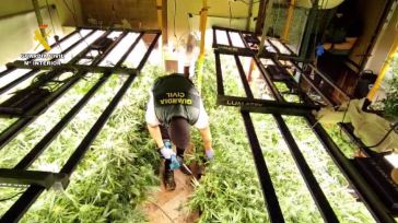 Dos detenidos por cultivar 800 plantas de marihuana en Villanueva de la Torre y defraudar unos 60.000 euros