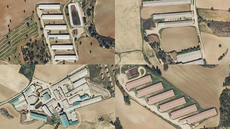 El TSJCM anula la autorización de la Junta a una macrogranja de cerdos prevista en Huerta de la Obispalía (Cuenca)