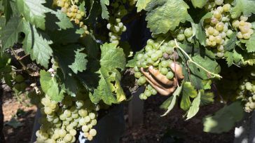 El Gobierno amplía la vigencia de la autorización de plantaciones de viñedo que caducaban en 2023