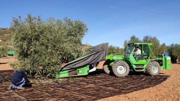 Asaja espera una campaña de aceituna en la Región superior a la del año pasado pero corta