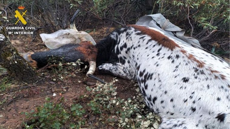 Detienen a dos personas por matar a disparos a dos vacas y dos terneros en San Lorenzo de Calatrava