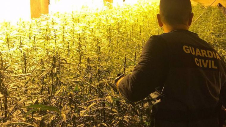 Cuatro detenidos de un grupo criminal dedicado al cultivo de marihuana en cuatro pueblos de Guadalajara