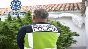 Dos detenidos y desmantelada una plantación de marihuana en Alameda de Cervera con 138 plantas