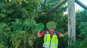 La operación 'Cervantes' se salda con ocho cultivos de marihuana desmantelados y ocho detenidos en Puertollano