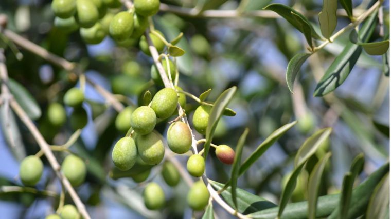 La cosecha de campaña de la aceituna en C-LM rondará las 75.000 toneladas, con estimaciones más favorables al año pasado