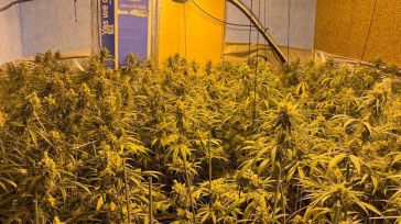 Desarticulado un cultivo de marihuana oculto en una vivienda de Cabañas de la Sagra