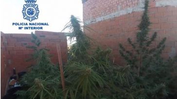 Desmanteladas dos plantaciones de marihuana en la pedanía de Las Casas y en Carrión de Calatrava