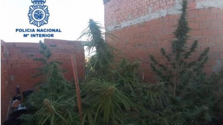 Desmanteladas dos plantaciones de marihuana en la pedanía de Las Casas y en Carrión de Calatrava