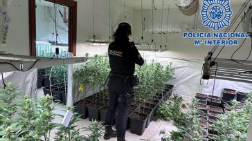 La Policía desmantela una plantación ilegal con 446 plantas de marihuana en Bargas y detiene a dos personas