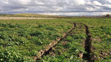 Asaja advierte que los agricultores de pueblos de Toledo afectados por la DANA no pueden sembrar por el mal estado de sus parcelas