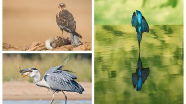 Javier Hernández Sánchez gana la sexta edición del concurso de fotografía de la Diputación de Toledo