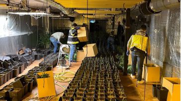 Detienen a cuatro personas y desmantelan una plantación con 286 plantas de marihuana en Yuncler