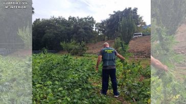 Tres detenidos por tráfico de drogas tras la aprehensión de más de 2.500 plantas de marihuana en Fuencaliente