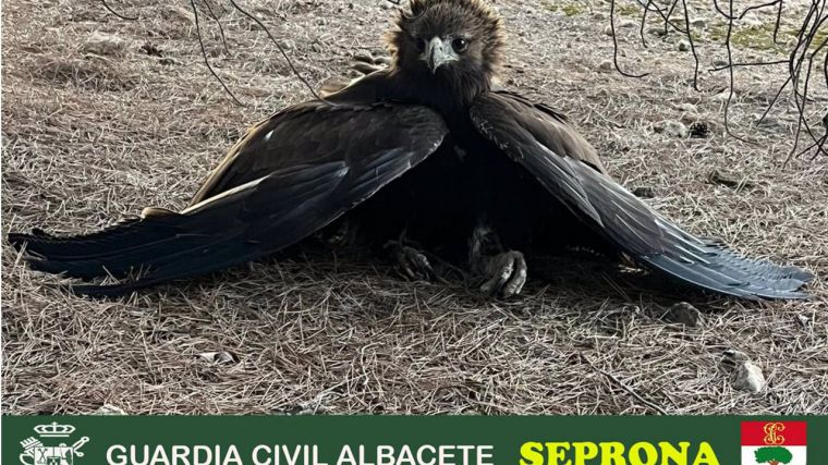 La Guardia Civil recupera un ejemplar joven de águila real herida por descarga eléctrica en Albacete