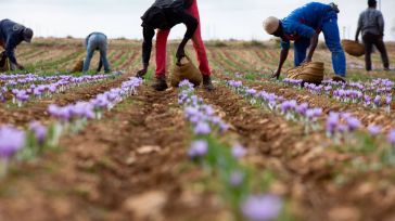 Preocupación por el desplome de la cosecha de azafrán de La Mancha: Cae un 40% en la peor cifra de la década