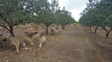 El Gobierno regional convoca las ayudas para paliar los daños relacionados con ataques de lobo ibérico al ganado doméstico