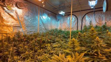 La Guardia Civil desmantela una plantación de marihuana con 1037 plantas en Sigüenza y detiene a 3 personas
