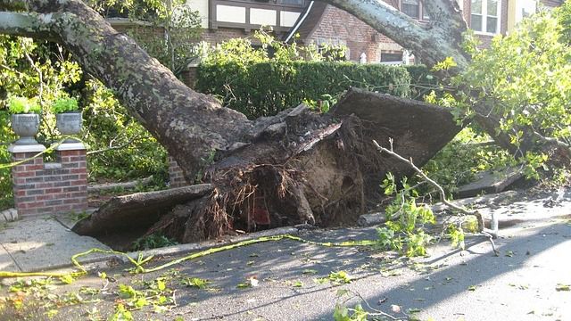 Albacete cierra los parques tras la alerta por vientos superiores a 70 kilómetros por hora