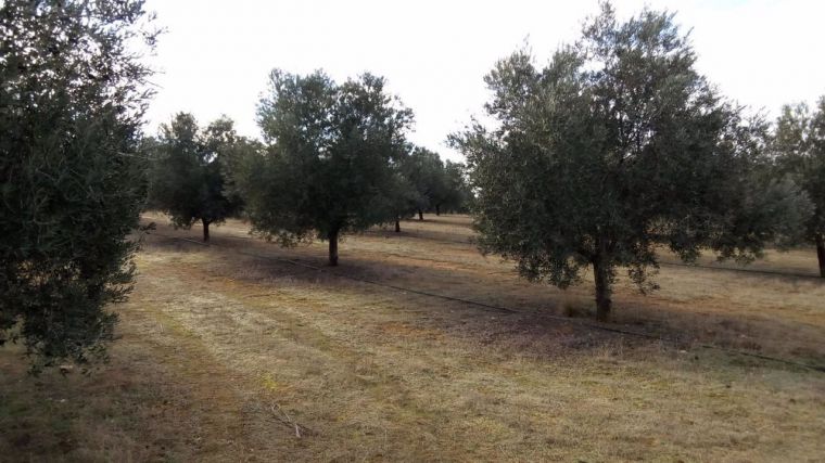 El guarda rural de Malagón interviene más de 600 kilos de aceituna robada