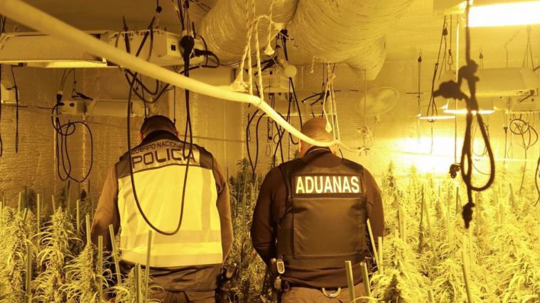 Cinco detenidos y 65 kilos de marihuana incautados en una plantación de interior en El Casar