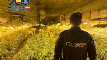 Desmantelada una plantación de marihuana con 850 plantas en Sonseca