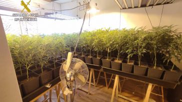 Cuatro personas detenidas y más de 1.700 plantas de marihuana incautadas en un domicilio de Escalona