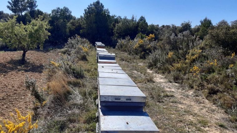 La cosecha de miel de romero en Guadalajara puede ser 'bastante buena' si no lo impiden los hielos