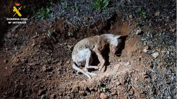 Investigan a una persona en un pueblo de Ciudad Real por matar presuntamente a golpes a su perro