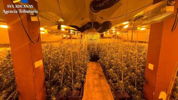 Desmantelada en El Casar una plantación de marihuana que habría alcanzado los 600.000 euros en el mercado