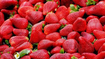 Agricultores de Valencia alertan de la presencia de Hepatitis A en fresas importadas de Marruecos