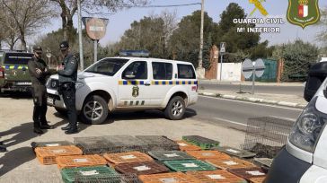 Interceptado en El Toboso un cazador que transportaba más de 300 conejos vivos capturados de manera ilegal