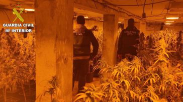 Desmanteladas plantaciones de marihuana en Villanueva de la Jara y Vara del Rey e intervenidas 500 plantas