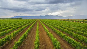 La Unión Europea da el visto bueno a la Denominación de Origen ‘Rosalejo’, la 23ª DOP vínica registrada en Castilla-La Mancha