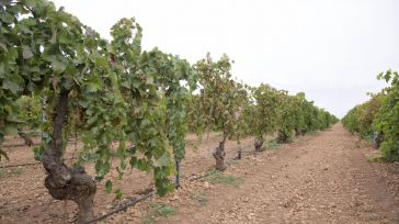 Cooperativas Agroalimentarias de CLM vaticina "grandes pérdidas" por las resoluciones denegatorias de las ayudas a la producción ecológica