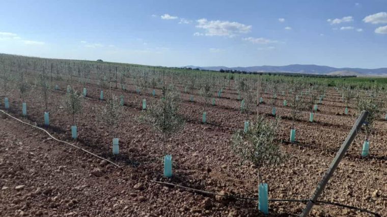 Asaja Ciudad Real pide a la CHG que 'dé marcha atrás' a los 'recortes' de agua