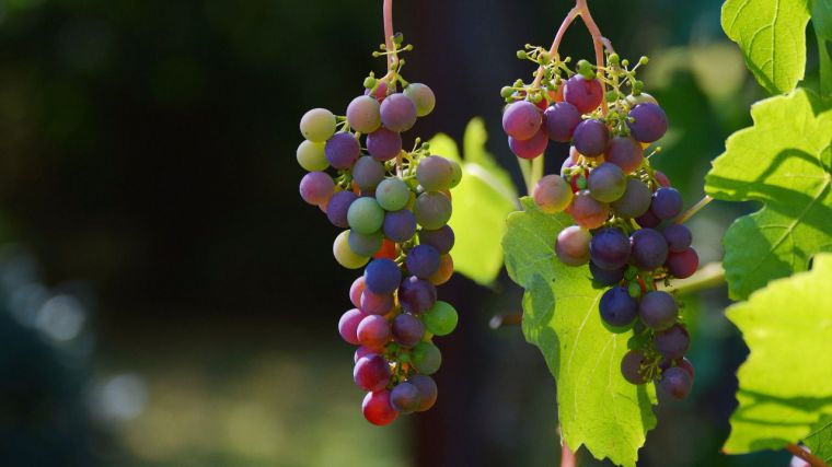 La producción de vino, de las más bajas en las últimas décadas
