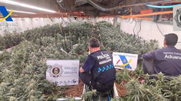 Once detenidos y 6.674 plantas de marihuana requisadas en tres plantaciones de Guadalajara