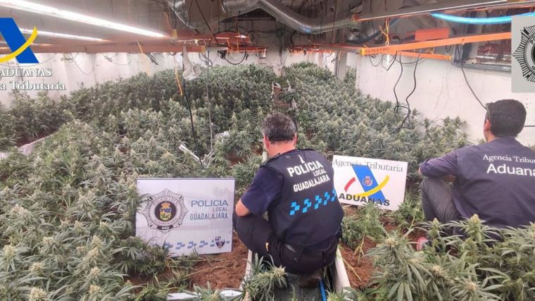 Once detenidos y 6.674 plantas de marihuana requisadas en tres plantaciones de Guadalajara