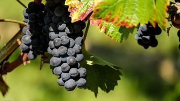 Las exportaciones de vino baten récord en el primer cuatrimestre, con 976,1 millones de euros