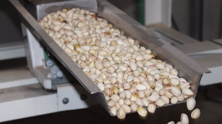 La cosecha de pistacho en CLM bajará levemente pero mantendrá la calidad, alcanzando el 36% de superficie ecológica
