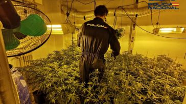 Desmanteladas dos plantaciones 'indoor' de marihuana en Albacete y decomisados 38 cogollos y 67 plantas